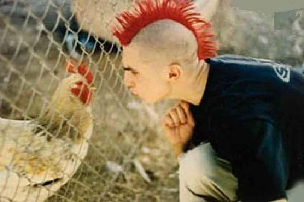 poule 0001-humourenvrac